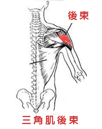 三角肌後束/Xuan瘋運動教室/盔甲線/三角肌訓練/肩膀訓練/三角肌解剖圖