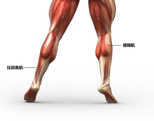 小腿肌肉圖