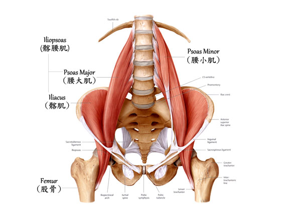 psoas