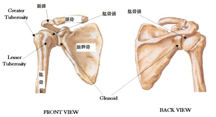 肩胛骨